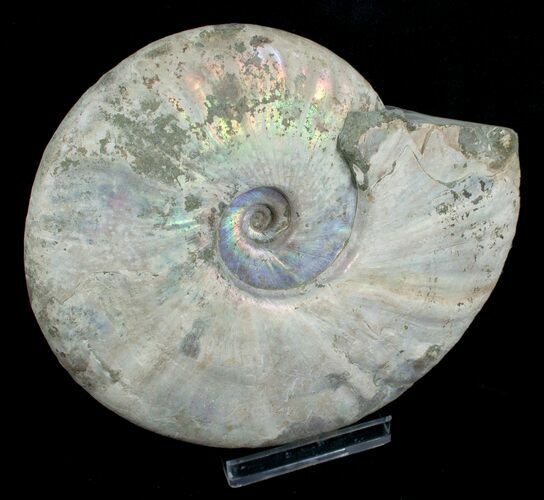 Inch Silver Iridescent Ammonite - Madagascar #5209